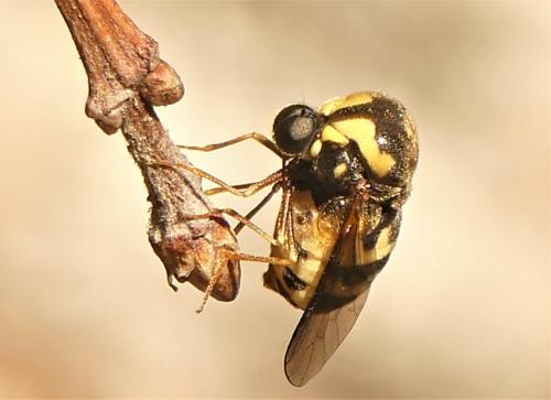 Cyrtus gibbus